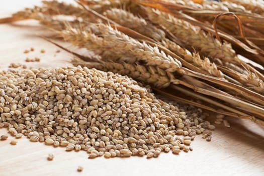 Pearled barley grains and stalks of wheat.