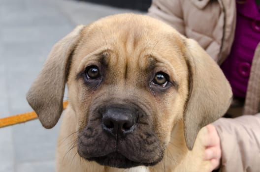 close up of a puppy dog Course