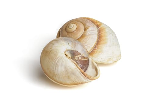 two brown snail shells