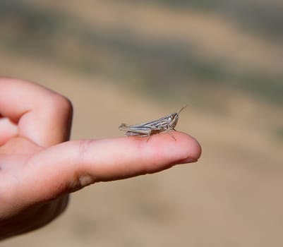 kid hand holding grasshopper bug macro detail