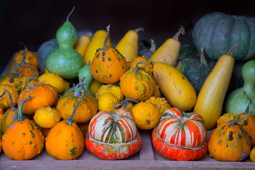 Autumn pumpkin collection as halloween background vegetables