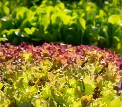 endive lettuce vegetables sprouts food textures