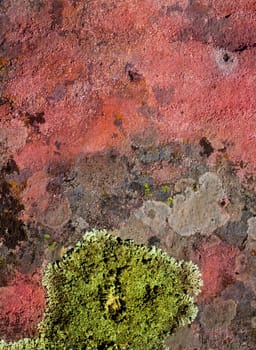 lichen green on red rock texture nature backgrounds