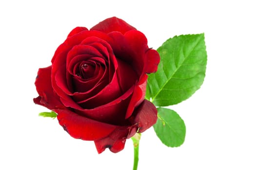 Red rose,flower as a symbol of love