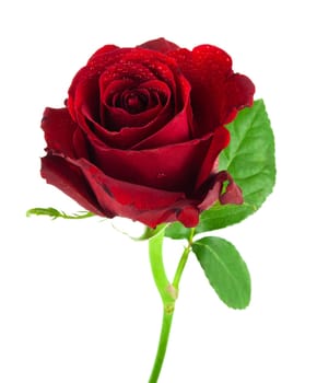 Red rose,flower as a symbol of love