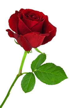 Red rose,flower as a symbol of love