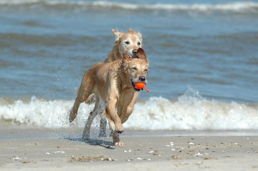 Golden Retriever on the Beach