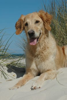Golden Retriever