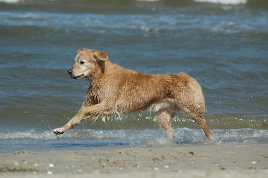 Golden Retriever on the Beach
