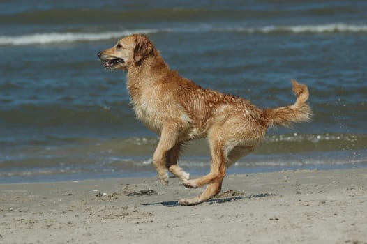 Golden Retriever on the Beach