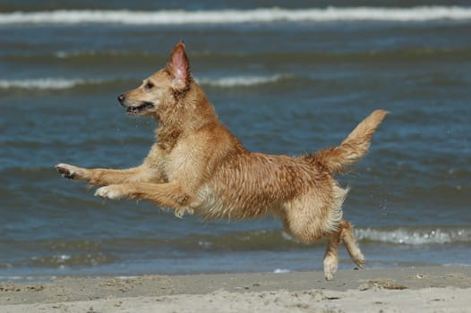 Golden Retriever on the Beach