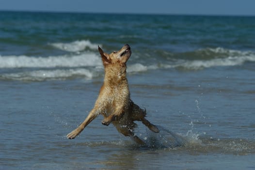 Golden Retriever on the Beach