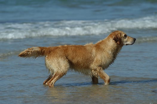 Golden Retriever on the Beach