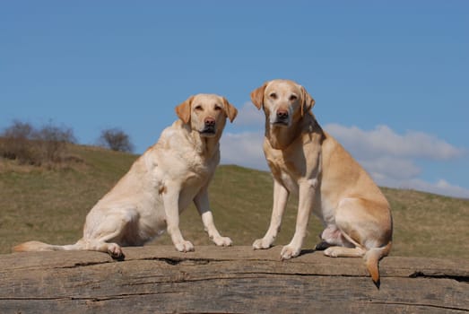 two Labrador Reriever