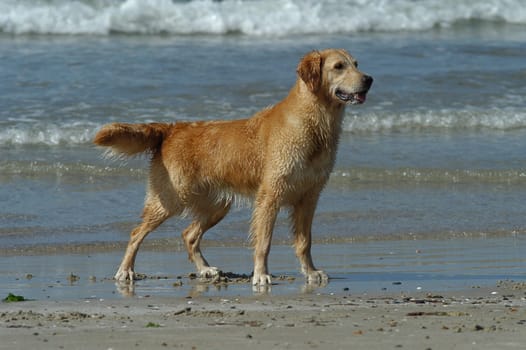 Golden Retriever on the Beach