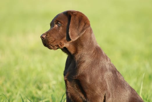 Labrador Retriever puppy