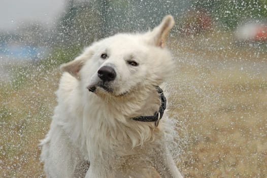 White Shepherd Dog