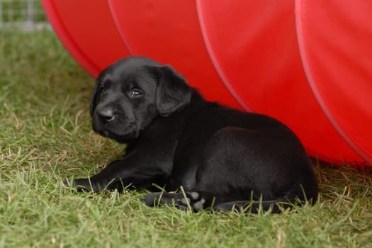 Labrador Retriever puppy
