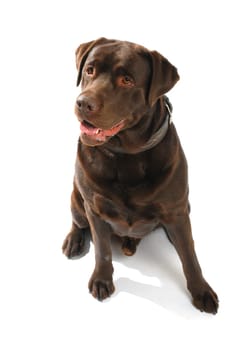 brown Labrador Retriever