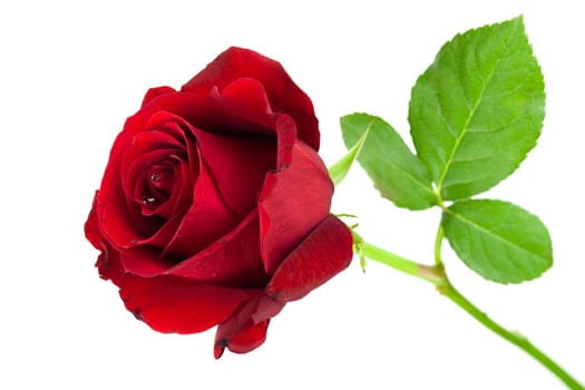 Red rose,flower as a symbol of love