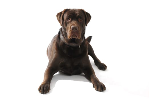 brown Labrador Retriever