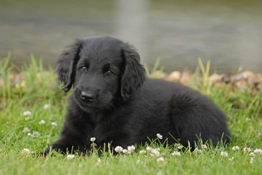 Labrador Retriever puppy