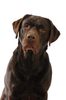 brown Labrador Retriever
