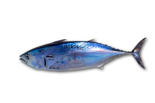 Little tunny tuna fish Euthynnus affinis isolated on white