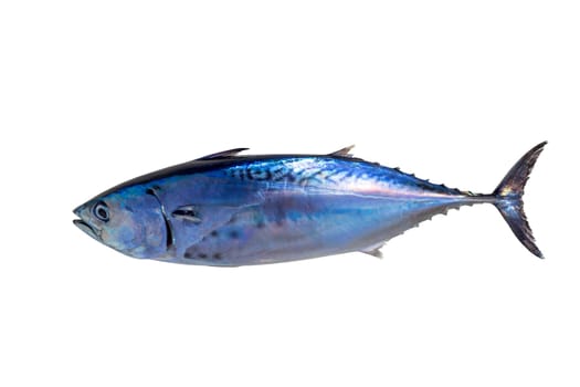 Little tunny tuna fish Euthynnus affinis isolated on white