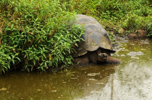 In the highlands of Santa Cruz / Galapagos,the turtles meet to mate and feed