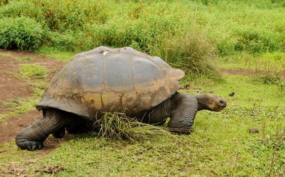 The free-roaming giant tortoises of Galapagos can weigh up to 300 kg. The animals can live for over 150 years!