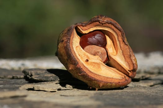 A well-protected chestnut