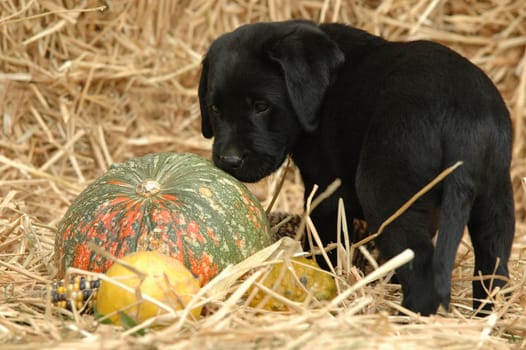 Labrador Retriever puppy