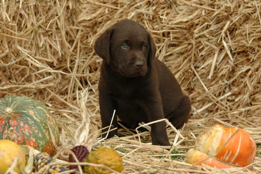 Labrador Retriever puppy