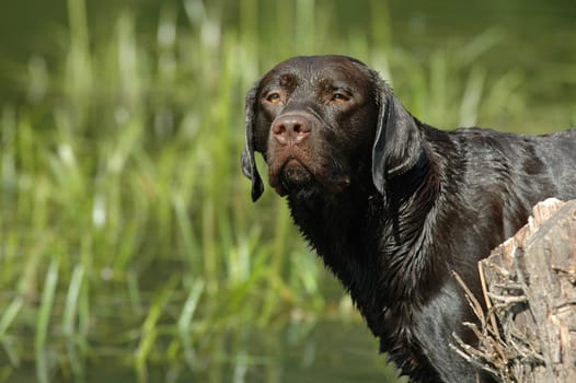 wet Labrador