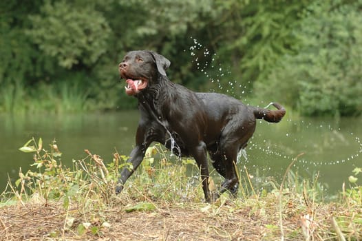 wet Labrador