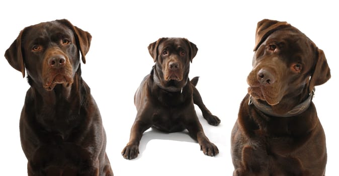 Labrador Retriever