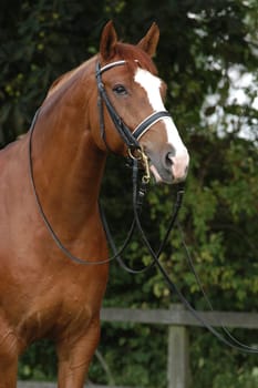 chestnut stallion