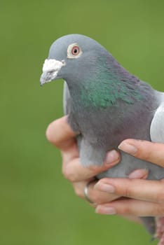 Carrier pigeon