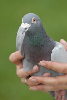 Carrier pigeon