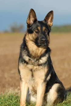 German Shepherd