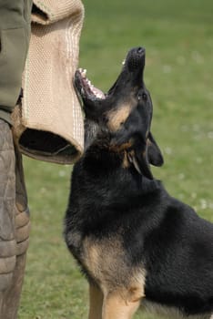 German Shepherd