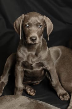 Weimaraner puppy
