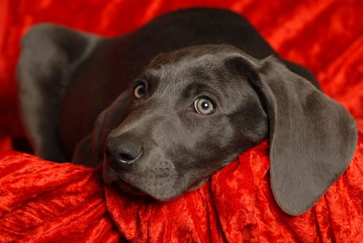 Weimaraner puppy