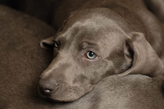 Weimaraner puppy