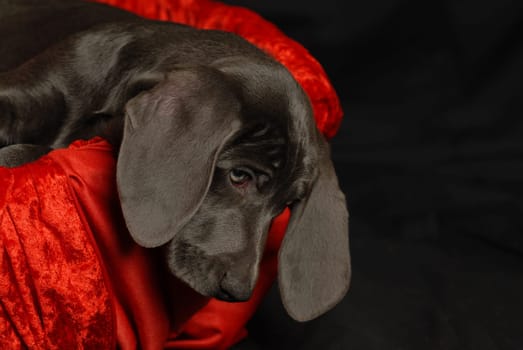 Weimaraner puppy