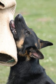 German Shepherd