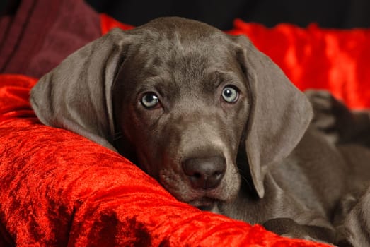 Weimaraner puppy
