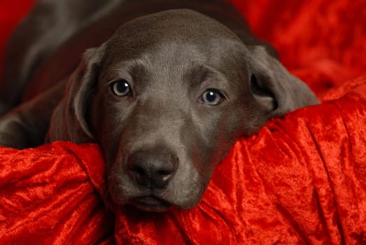 Weimaraner puppy