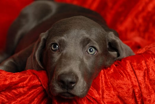 Weimaraner puppy